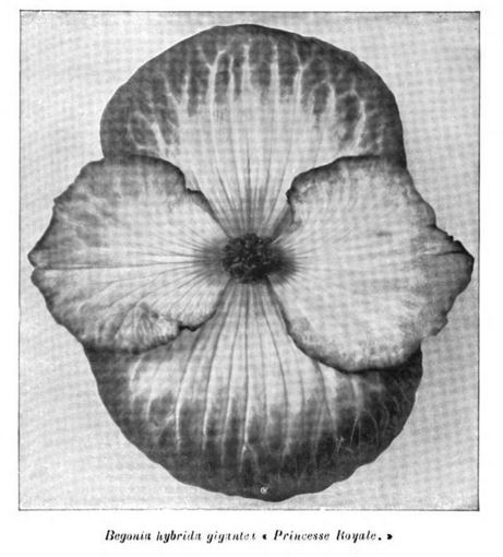 B. ‘Gigantea Princess Royale’